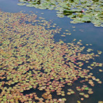 五十肩、手術したくない人間の選択肢。