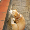 taipeidog6